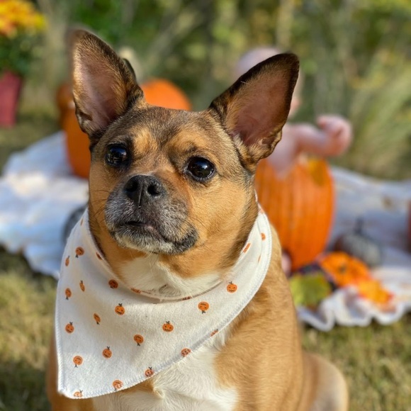 Meet your Posher, Ashley - Picture 3 of 4